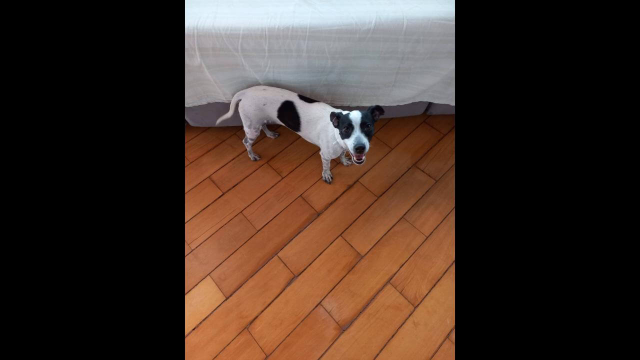 Cachorro Fininho desapareceu no bairro Santa Cruz