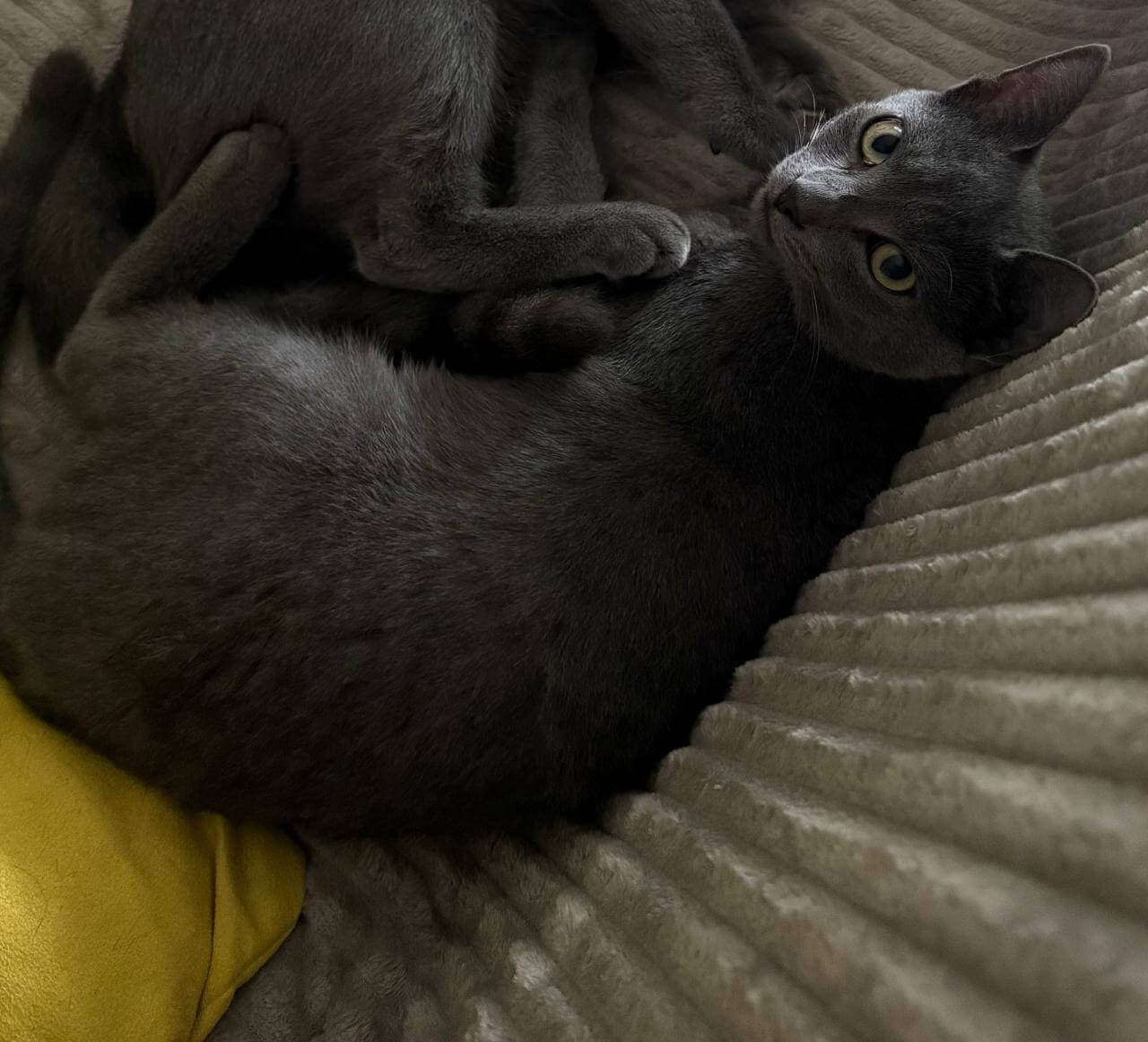 Gato Grey desapareceu no bairro Canadá