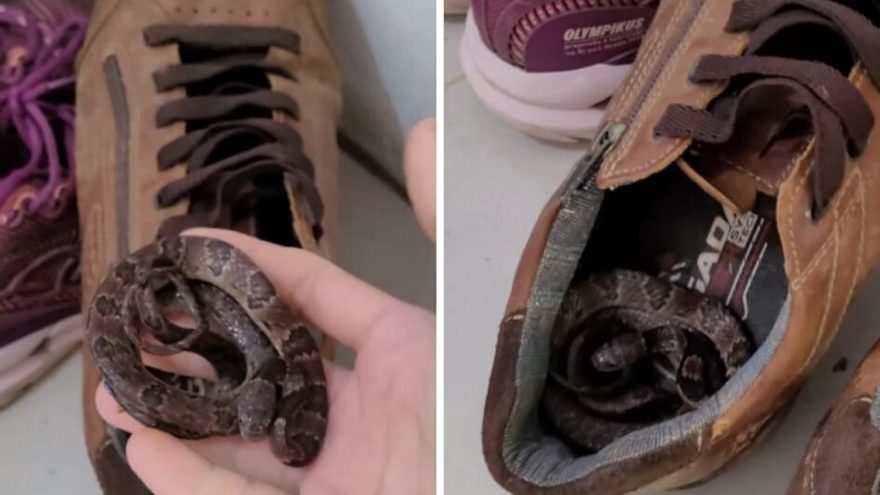 Família leva susto ao encontrar cobra escondida dentro do sapato