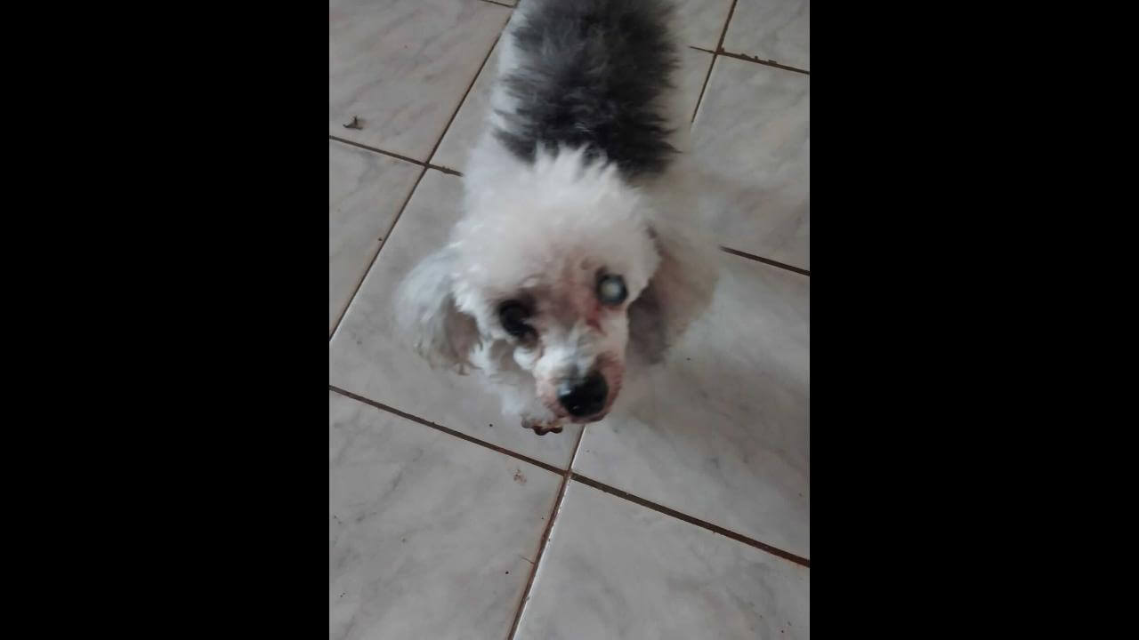 Cachorra é encontrada no bairro Centro