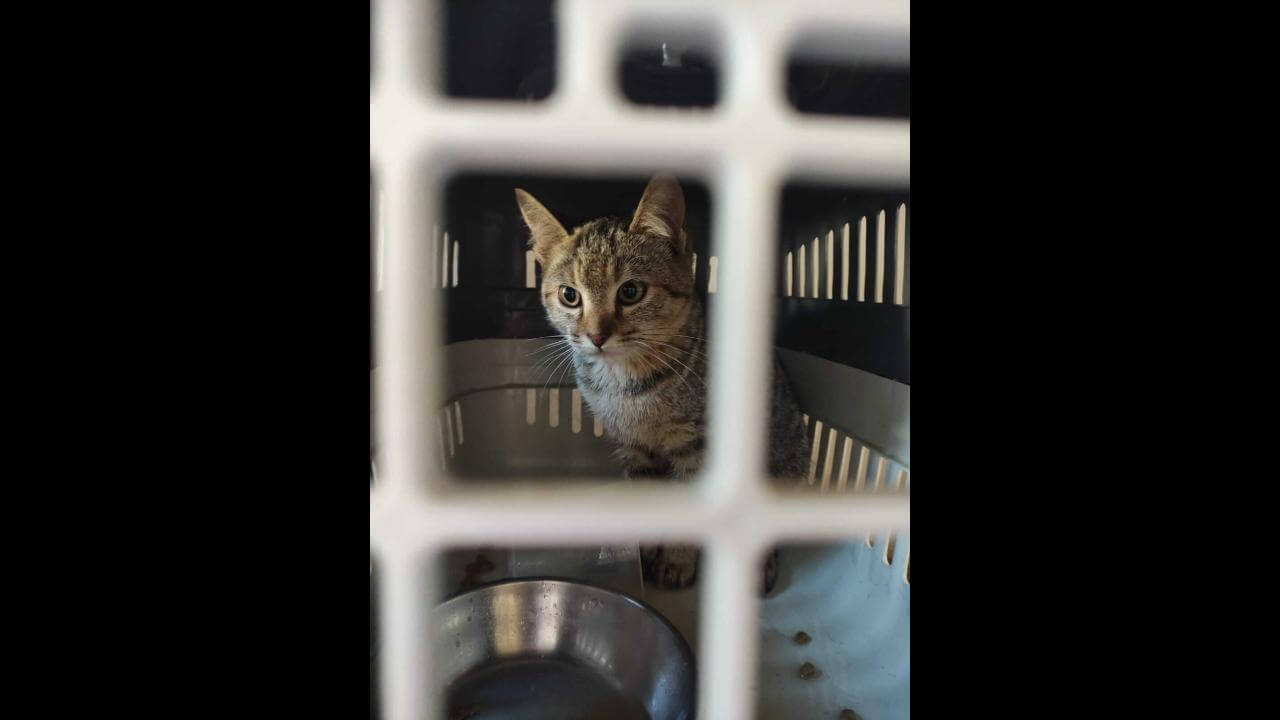 Gata Mel desapareceu no bairro Santa Cruz