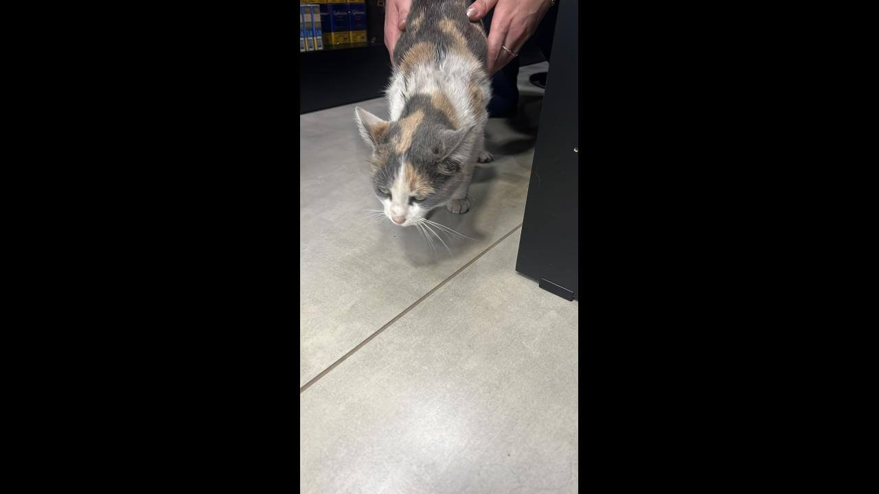 Gato é encontrado no bairro Neva