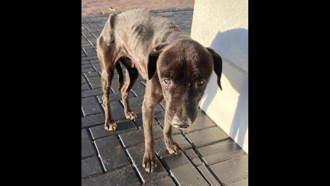 Cachorro Neguinho desapareceu no bairro Ciro Nardi