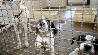 Projeto aprovado na Câmara proíbe uso de animais em testes cosméticos