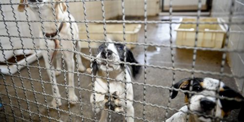 Projeto aprovado na Câmara proíbe uso de animais em testes cosméticos Imagem referente a Projeto aprovado na Câmara proíbe uso de animais em testes cosméticos