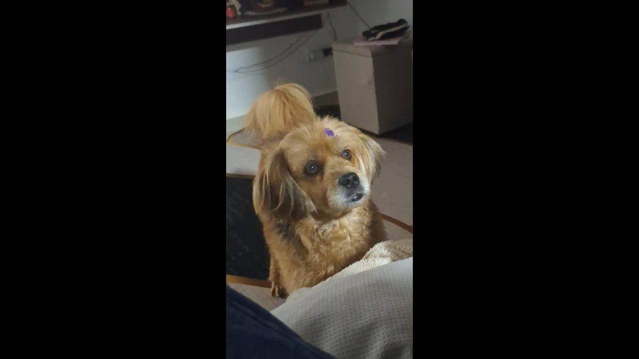 Cachorra Suzi desapareceu no bairro Angra dos Reis Cachorra Suzi desapareceu no bairro Angra dos Reis