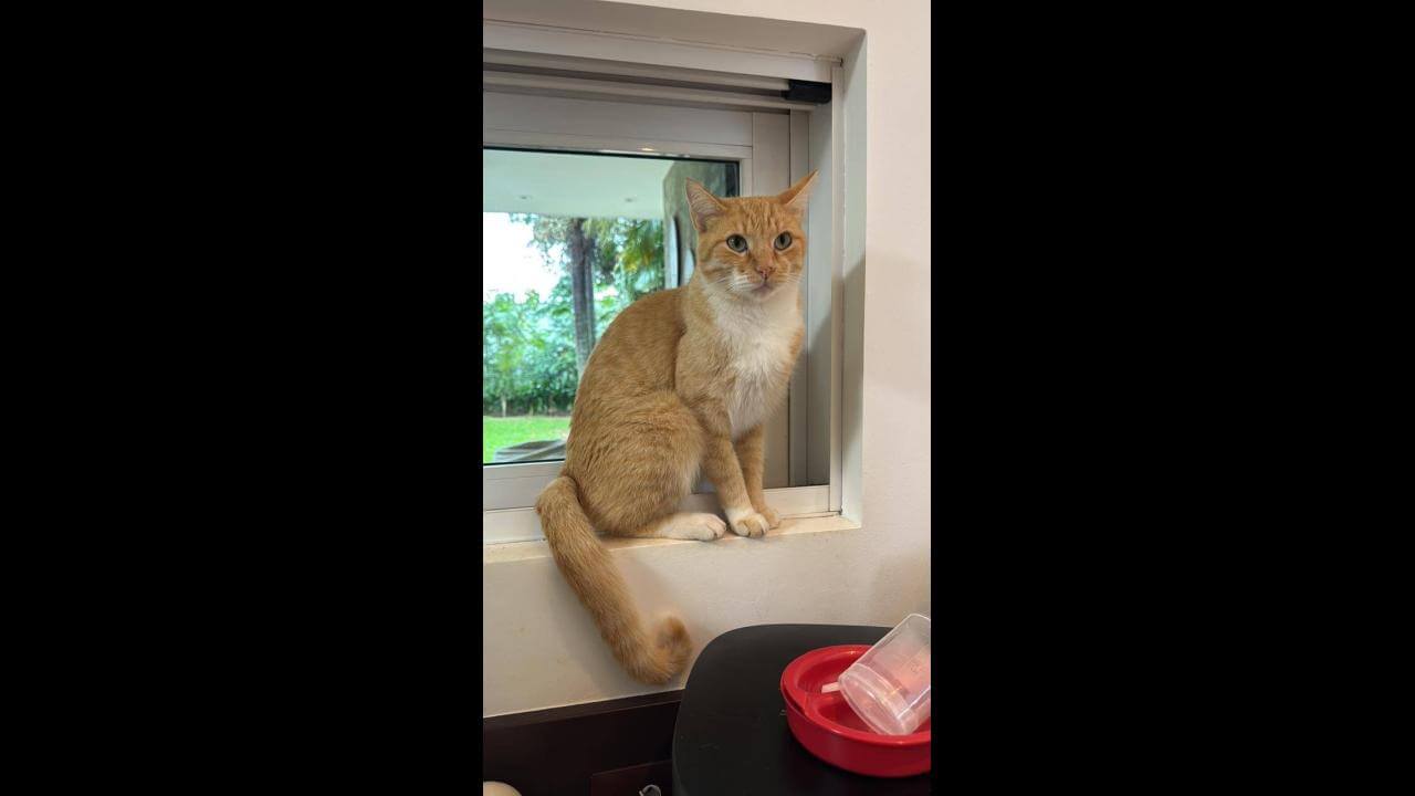 Gato Casey desapareceu no bairro Country Gato Casey desapareceu no bairro Country