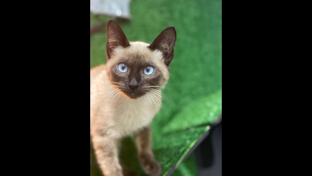 Gato Morpheus desapareceu no bairro Brasília Gato Morpheus desapareceu no bairro Brasília