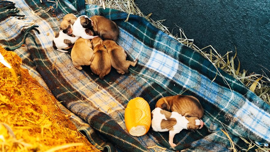 Cadelinha debilitada dá à luz 8 filhotes no Centro de Cascavel; Família canina precisa de resgate