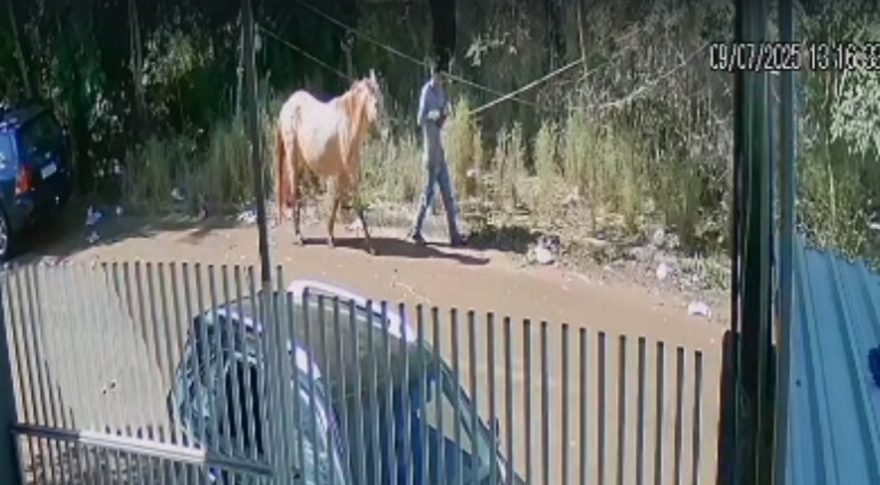 Furto misterioso: égua desaparece de chácara e Polícia pede ajuda para achar culpados