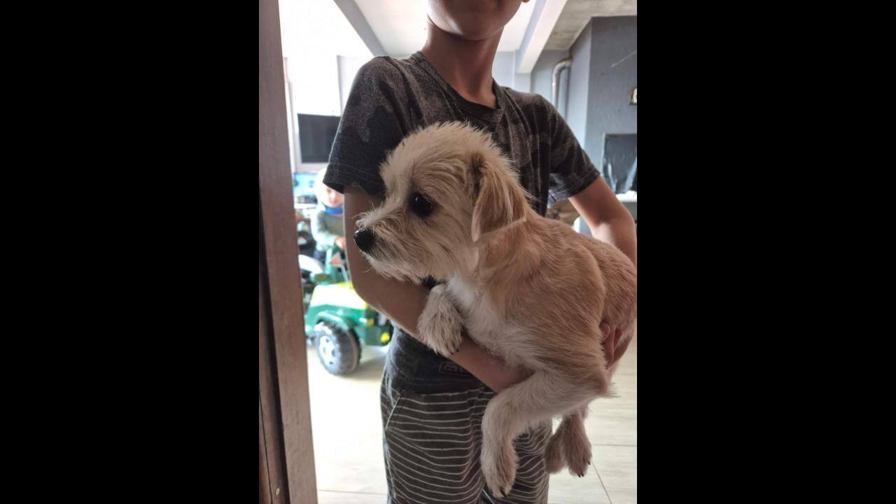 Cachorra é encontrada no bairro Recanto Tropical