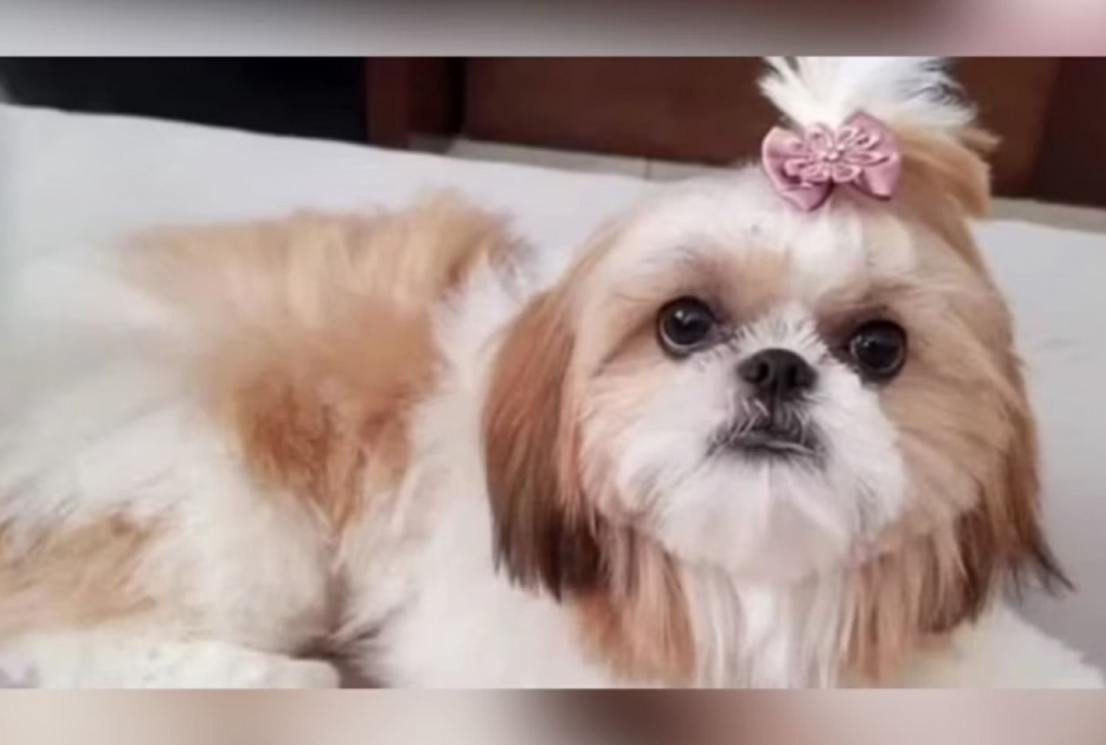 Cão vira peça-chave em inquérito de duplo envenenamento Cão vira peça-chave em inquérito de duplo envenenamento