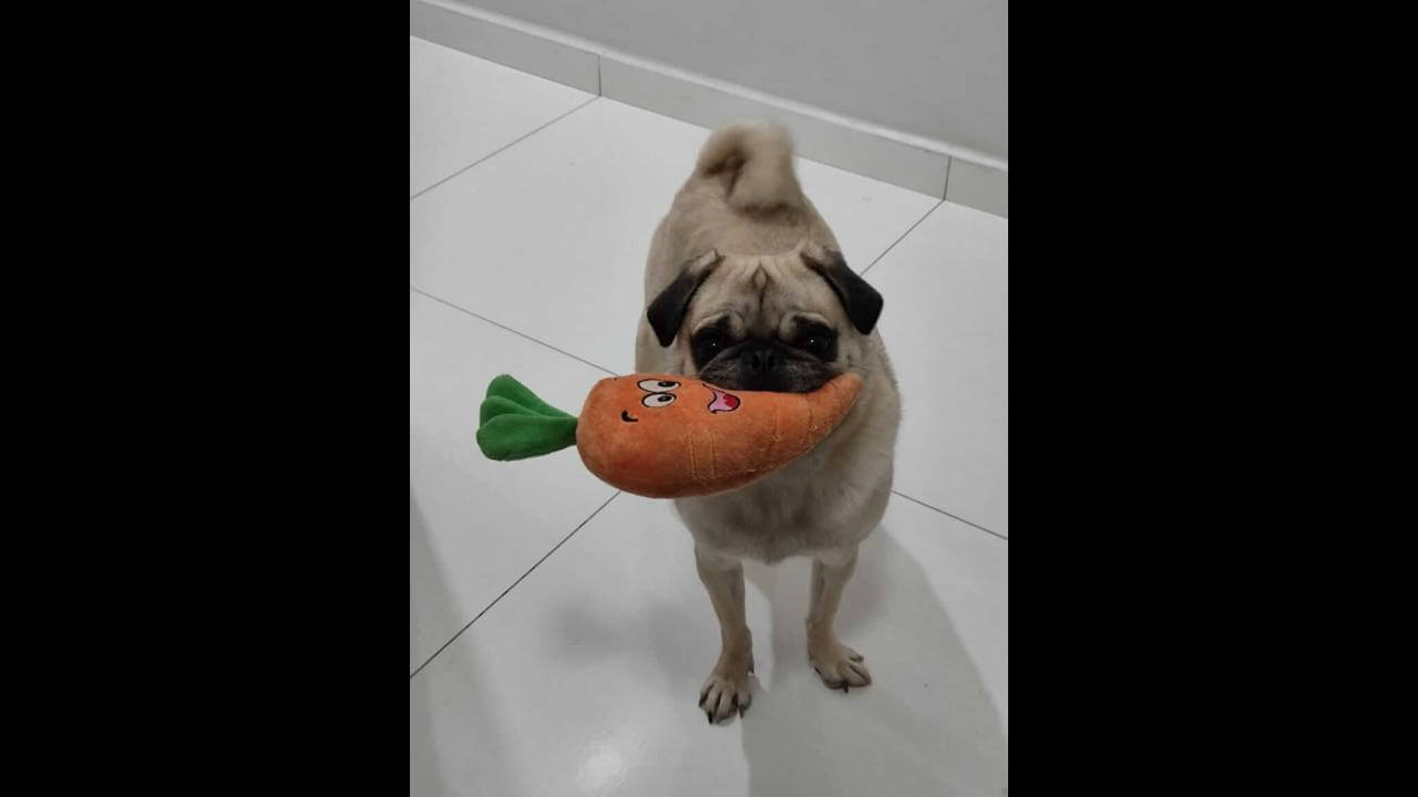 Cachorro Jack desapareceu no bairro Florais do Paraná