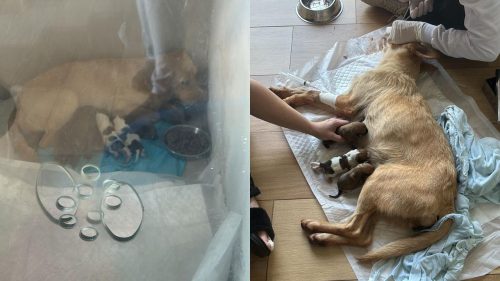 Final feliz: cadelinha ferida e seus 8 filhotes são resgatados em Cascavel e recebem cuidados veterinários