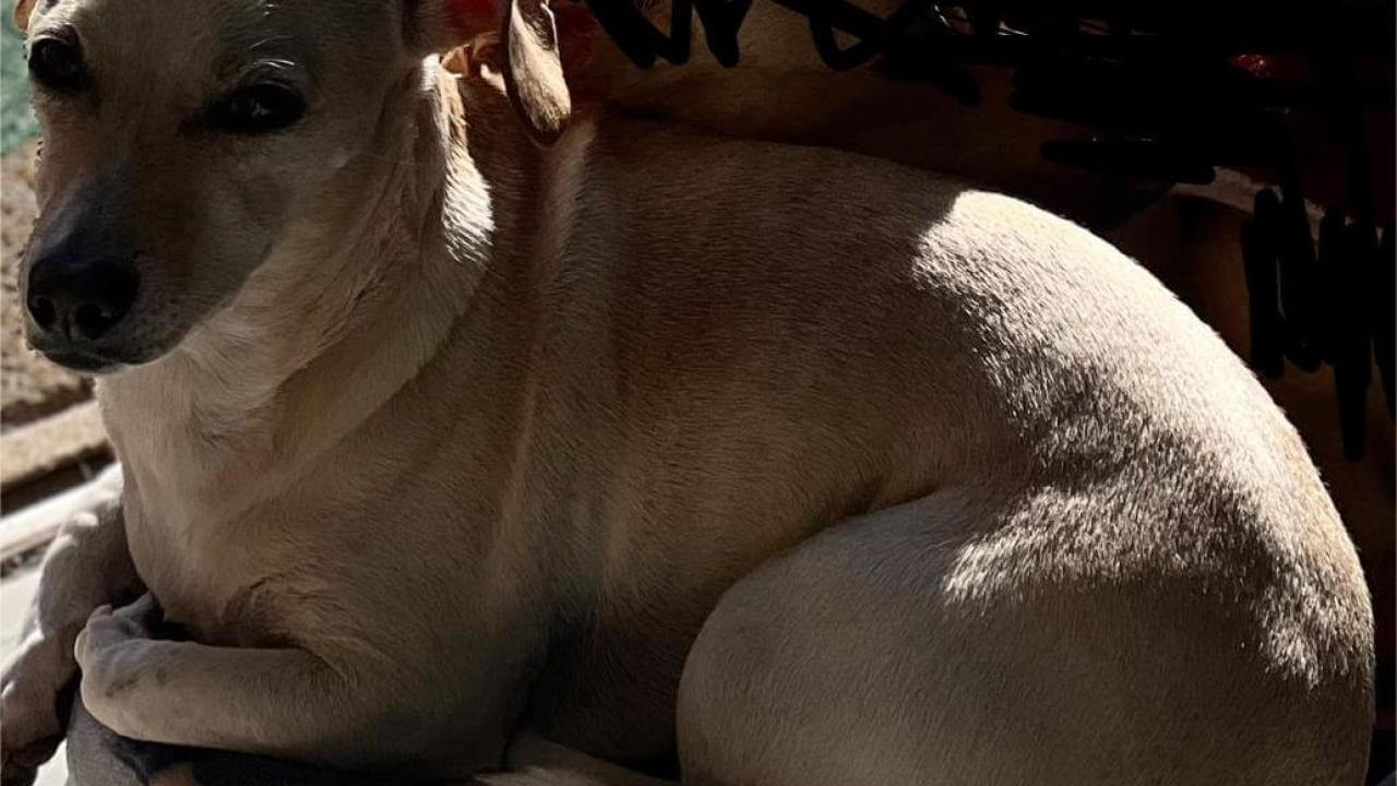 Cachorro desapareceu no bairro Parque São Paulo Cachorro desapareceu no bairro Parque São Paulo