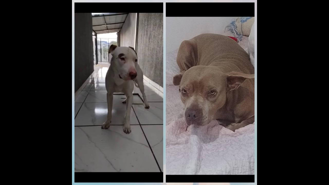 Cachorro Prego e Mary jane desapareceram no bairro Santa Felicidade Cachorro Prego e Mary jane desapareceram no bairro Santa Felicidade