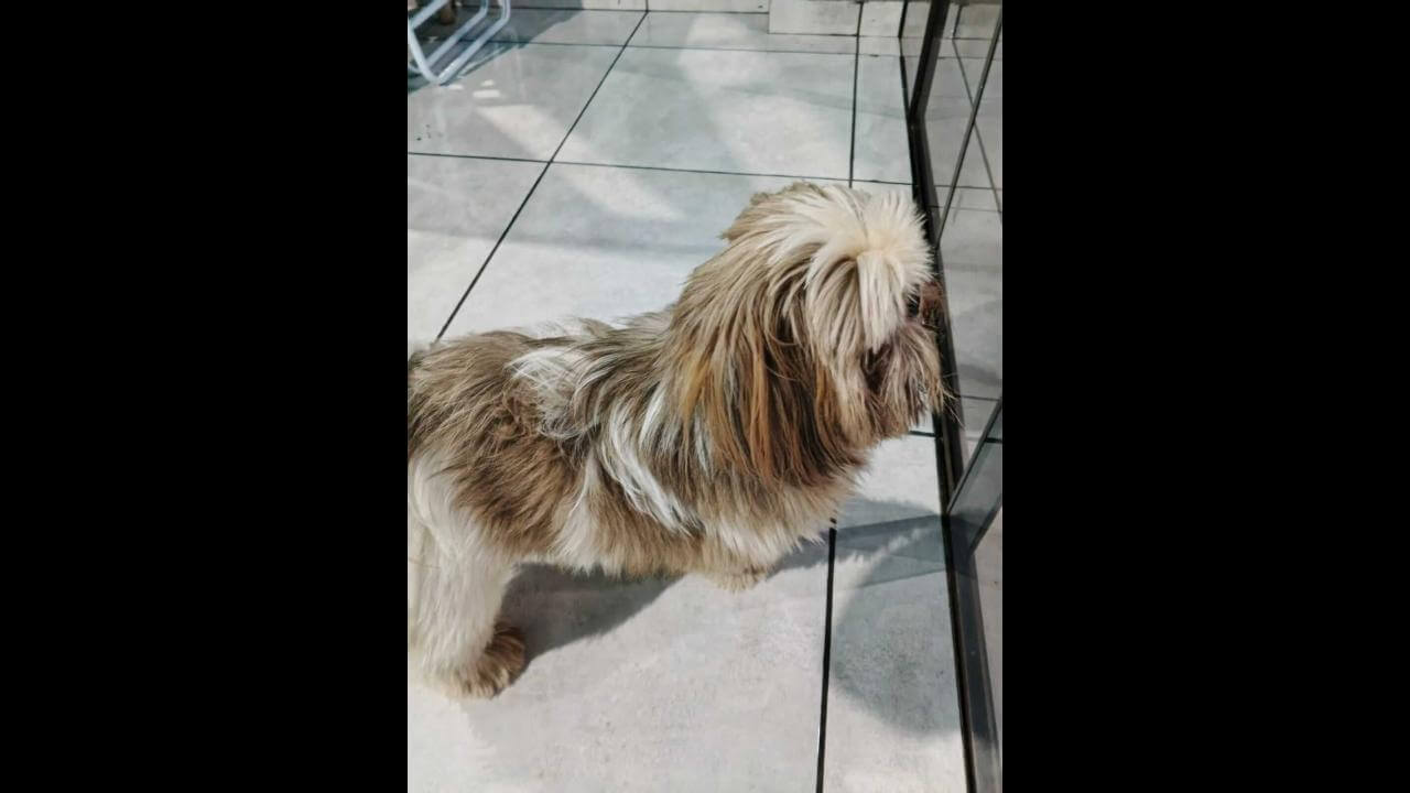 Cachorro é encontrado no bairro Esmeralda