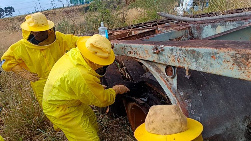 Defesa Civil é acionada para remoção de enxames de abelhas no arredores do pátio do Detran em Cascavel