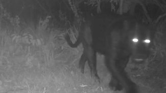 Onça-preta aparece pela primeira vez em reserva no Cerrado
