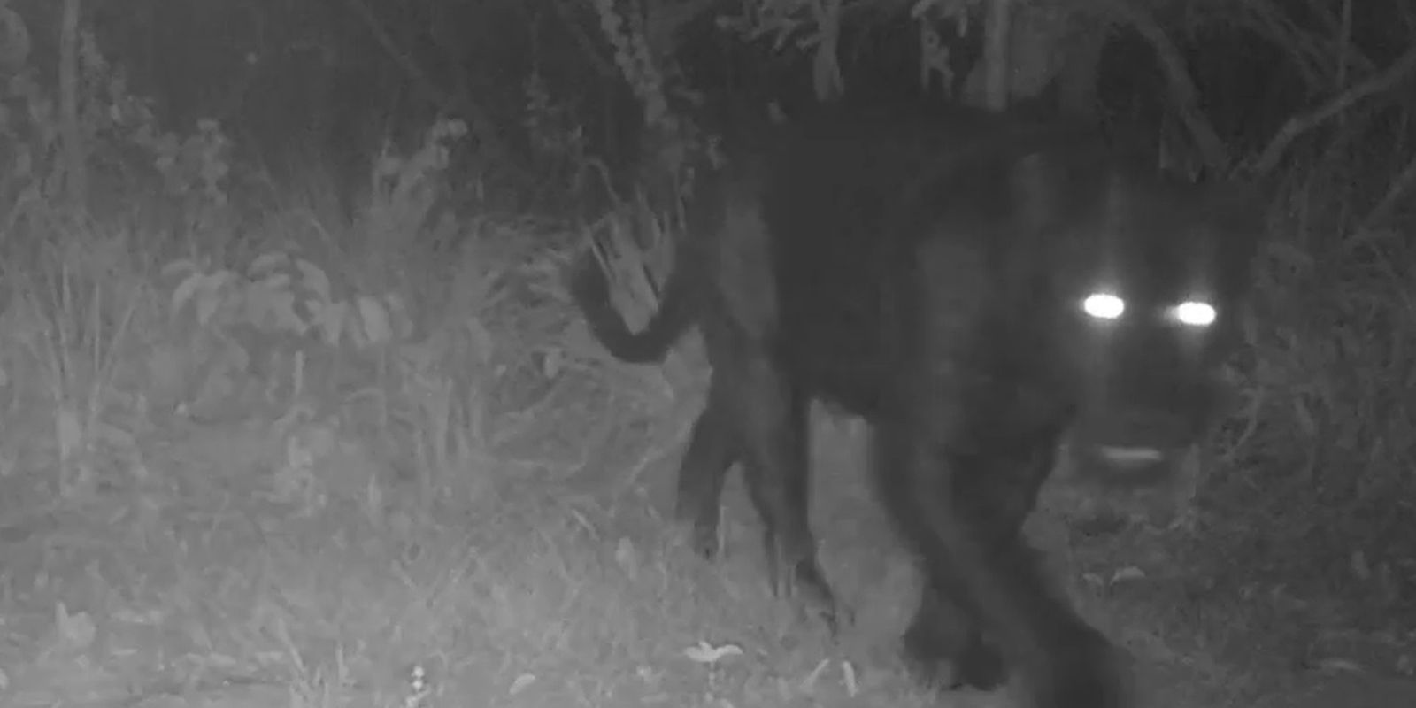 Onça-preta aparece pela primeira vez em reserva no Cerrado Onça-preta aparece pela primeira vez em reserva no Cerrado