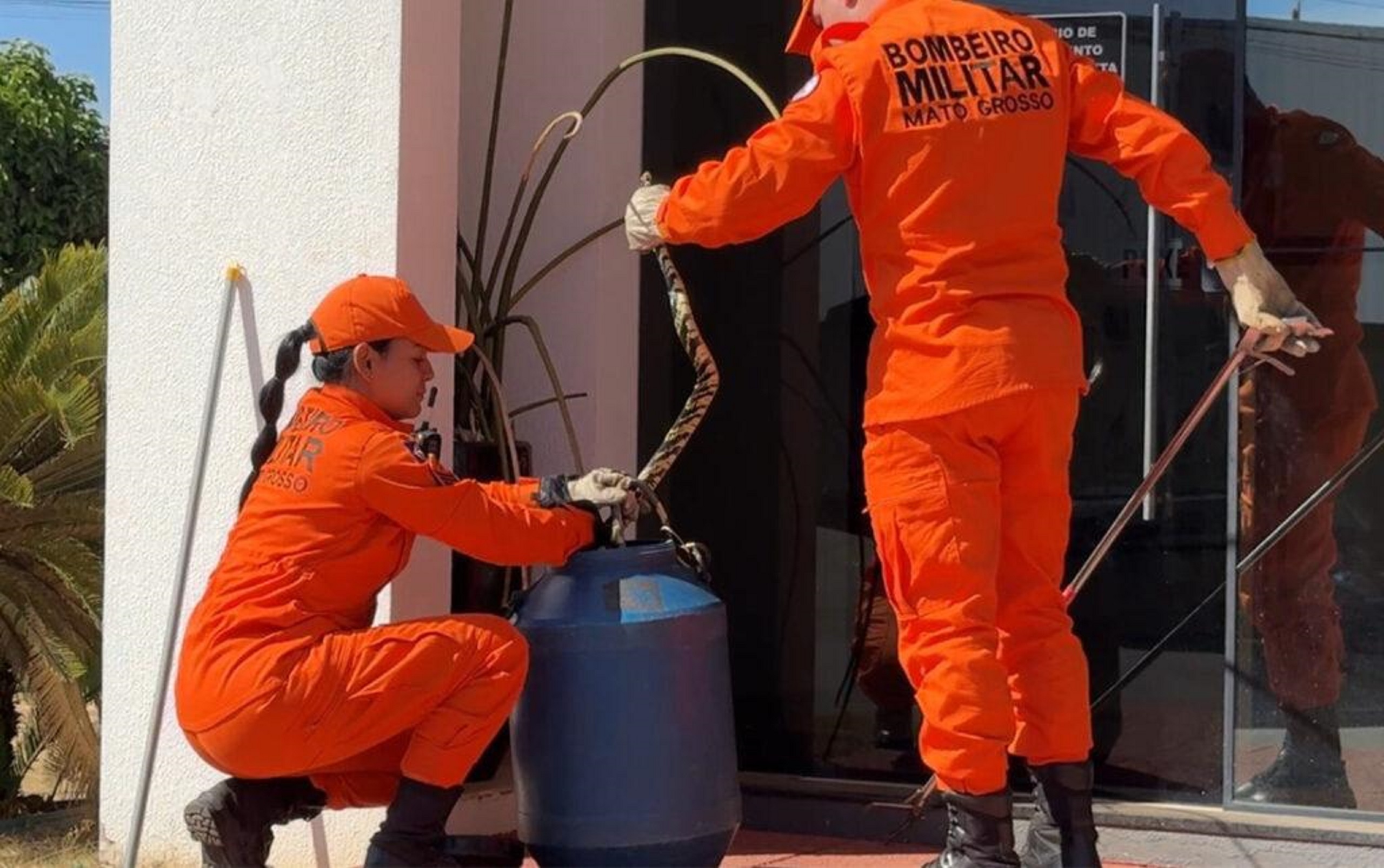 Caninana de 2,5 metros aparece em vaso e mobiliza bombeiros na OAB
