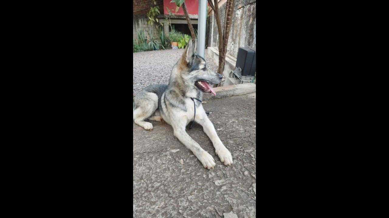 Cachorro é encontrado no bairro Cancelli Cachorro é encontrado no bairro Cancelli