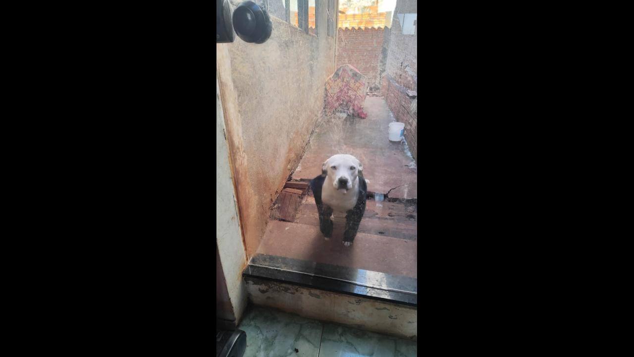 Cachorro Razaki desapareceu no bairro Universitário Cachorro Razaki desapareceu no bairro Universitário