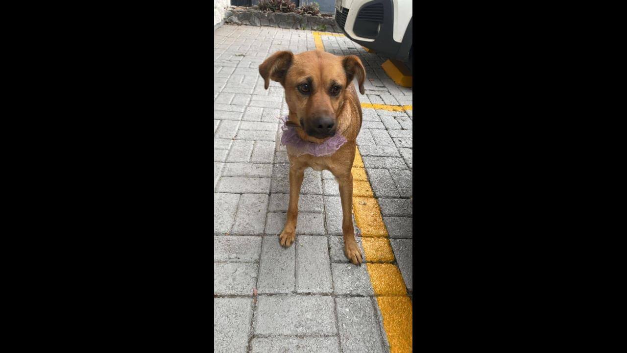 Cachorra é encontrada no bairro Neva Cachorra é encontrada no bairro Neva