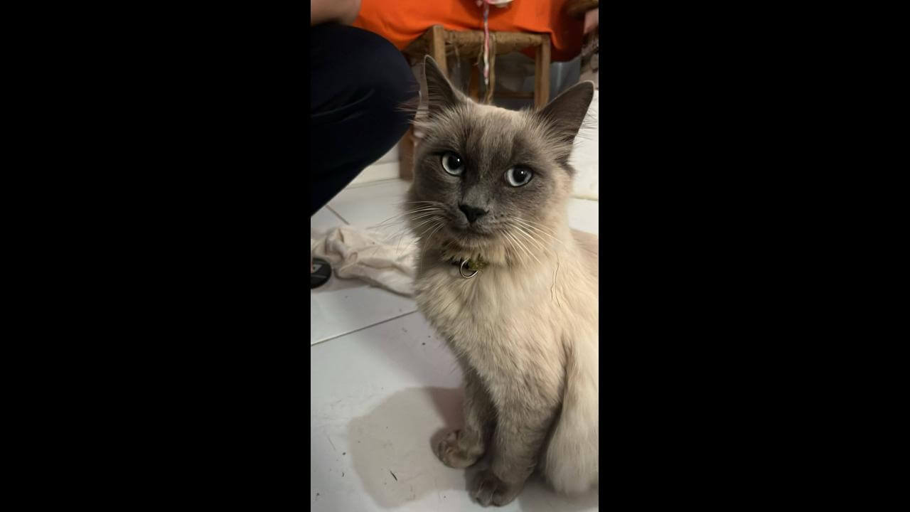 Gato é encontrado no bairro Cascavel Velho Gato é encontrado no bairro Cascavel Velho