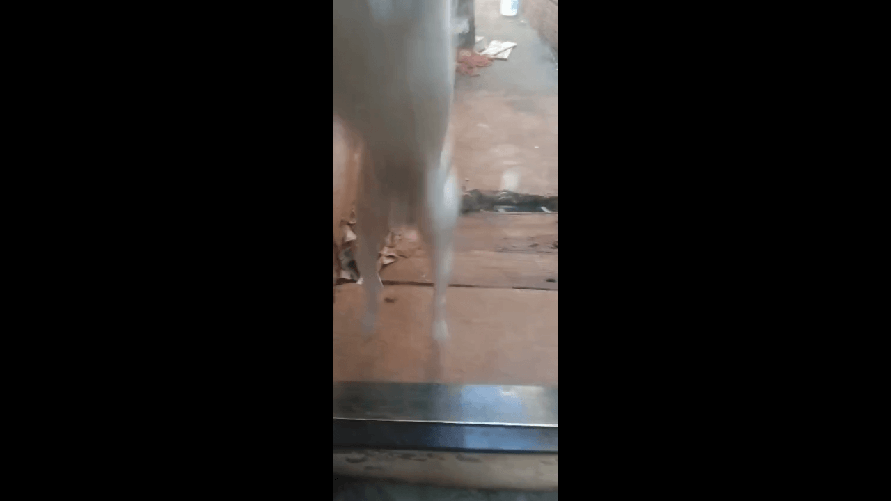 Cachorro Branco desapareceu no bairro Universitário