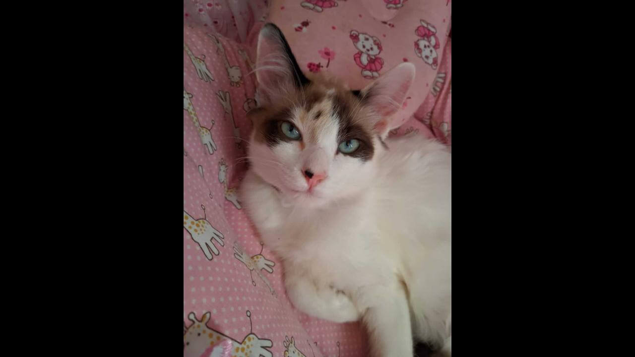 Gata Taotá desapareceu no bairro Floresta