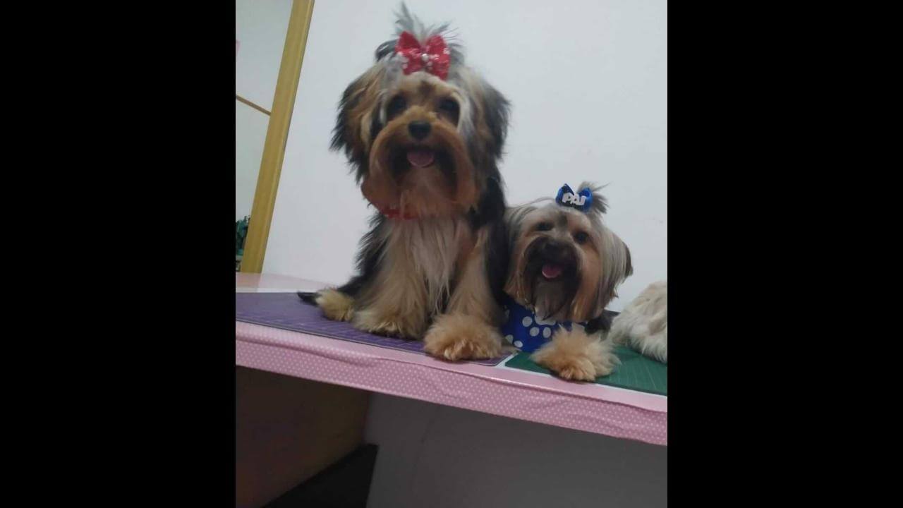 Cachorro desapareceu no bairro Santo Onofre