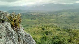 Pesquisador indígena cataloga 150 plantas medicinais de seu território