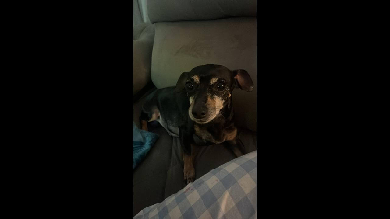 Cachorro é encontrado no bairro Santo Onofre