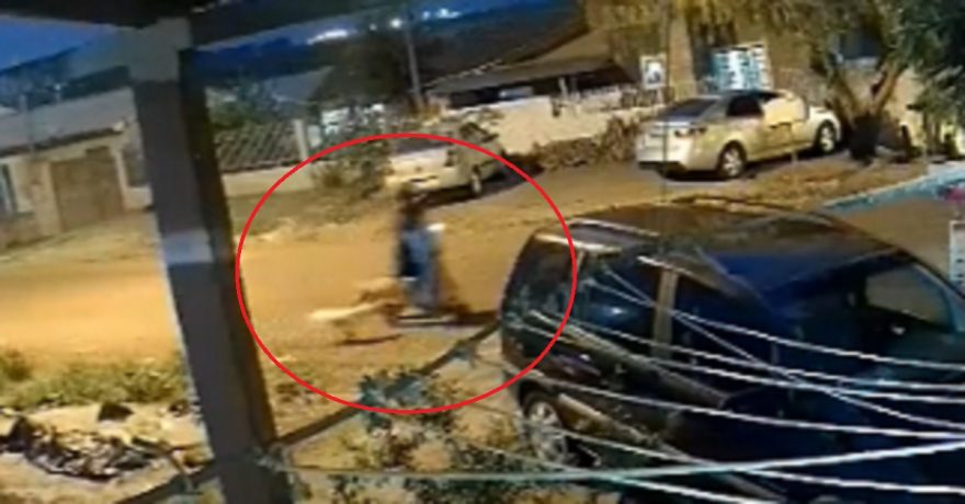 Ataque de cães é registrado por câmera de segurança em Cascavel