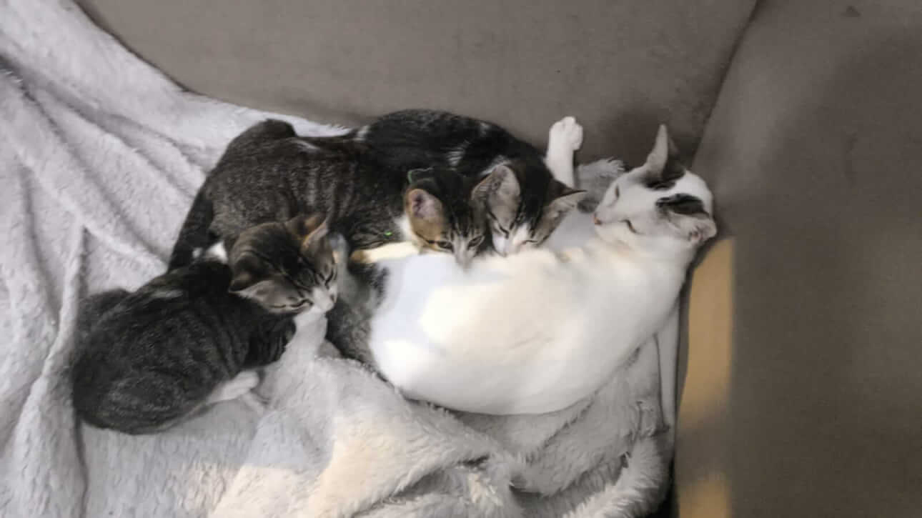 Gato Blue desapareceu no bairro São Cristóvão