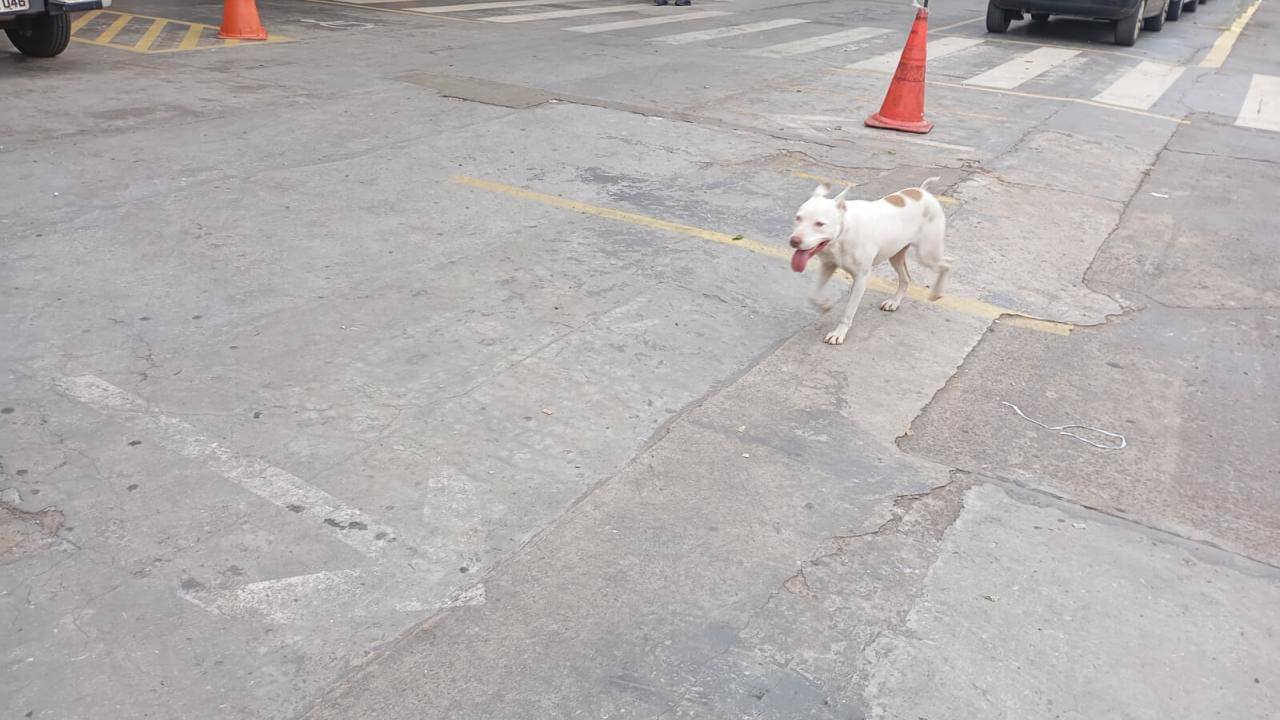 Cachorra é encontrada no bairro Parque São Paulo