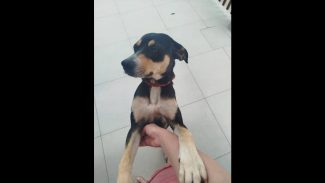 Imagem referente a Cachorra é encontrada no bairro Esmeralda