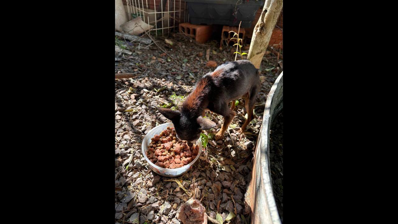 Cachorro encontrado no bairro Santa Cruz precisa de um lar Cachorro encontrado no bairro Santa Cruz precisa de um lar