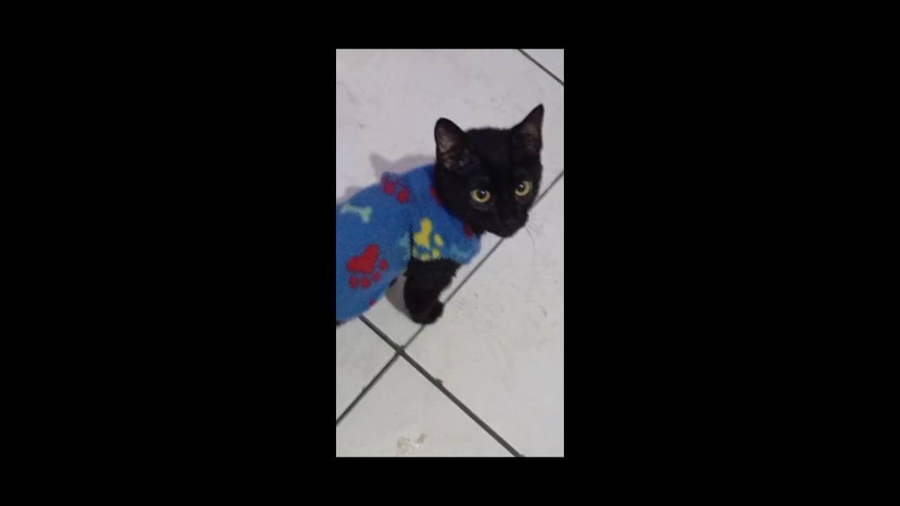 Gato Hash desapareceu no bairro Canadá Gato Hash desapareceu no bairro Canadá