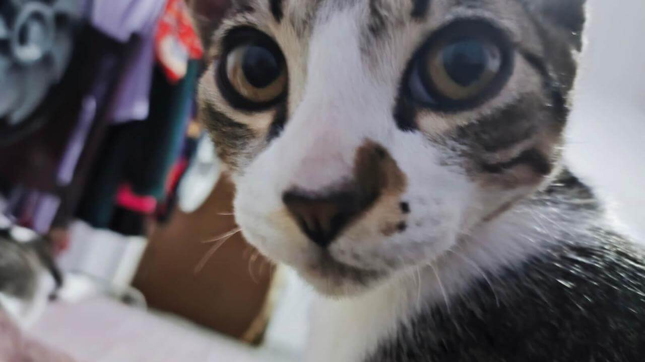 Gato Blue desapareceu no bairro São Cristóvão Gato Blue desapareceu no bairro São Cristóvão