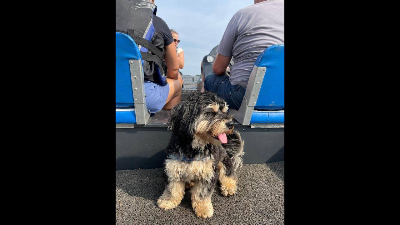 Cachorro Zé desapareceu no bairro São Cristóvão Cachorro Zé desapareceu no bairro São Cristóvão