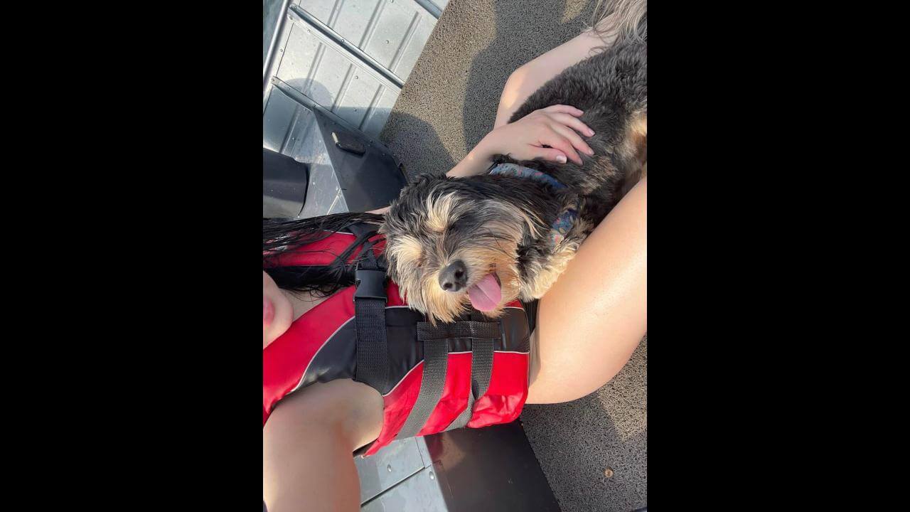 Cachorro Zé desapareceu no bairro São Cristóvão Cachorro Zé desapareceu no bairro São Cristóvão