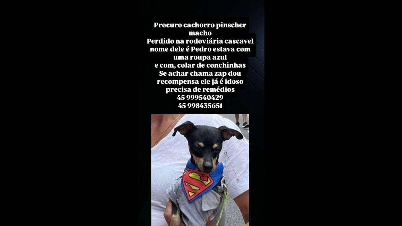 Cachorro pedro desapareceu no bairro Brasmadeira