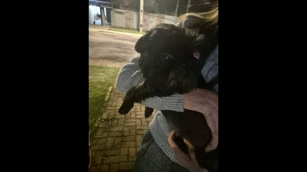 Cachorro é encontrado no bairro Recanto Tropical Cachorro é encontrado no bairro Recanto Tropical