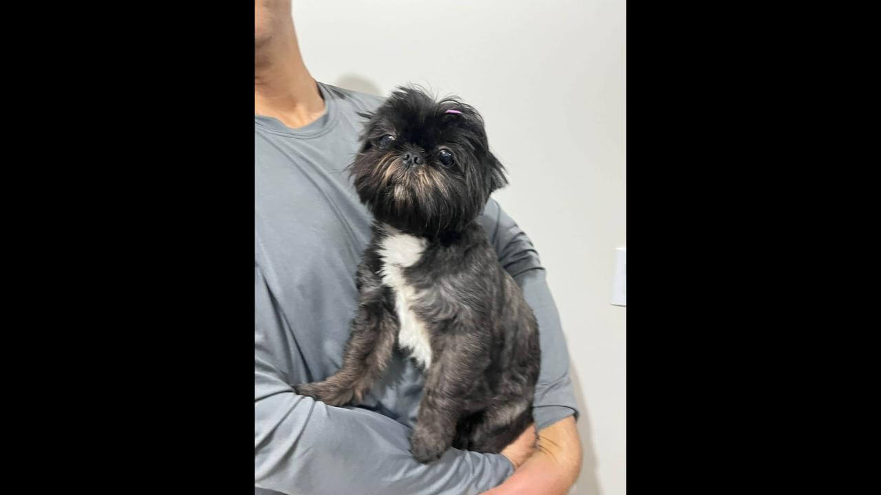 Cachorra é encontrada no bairro Recanto Tropical