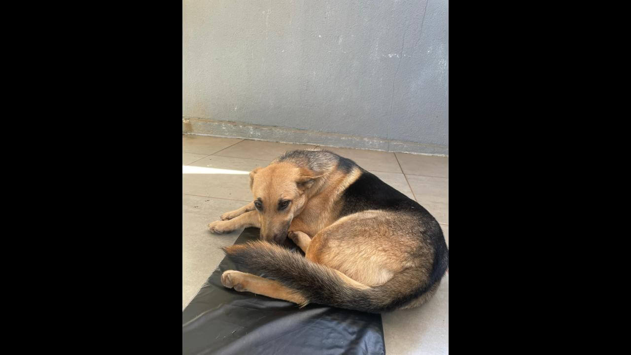 Cachorra é encontrada no bairro Canadá Cachorra é encontrada no bairro Canadá