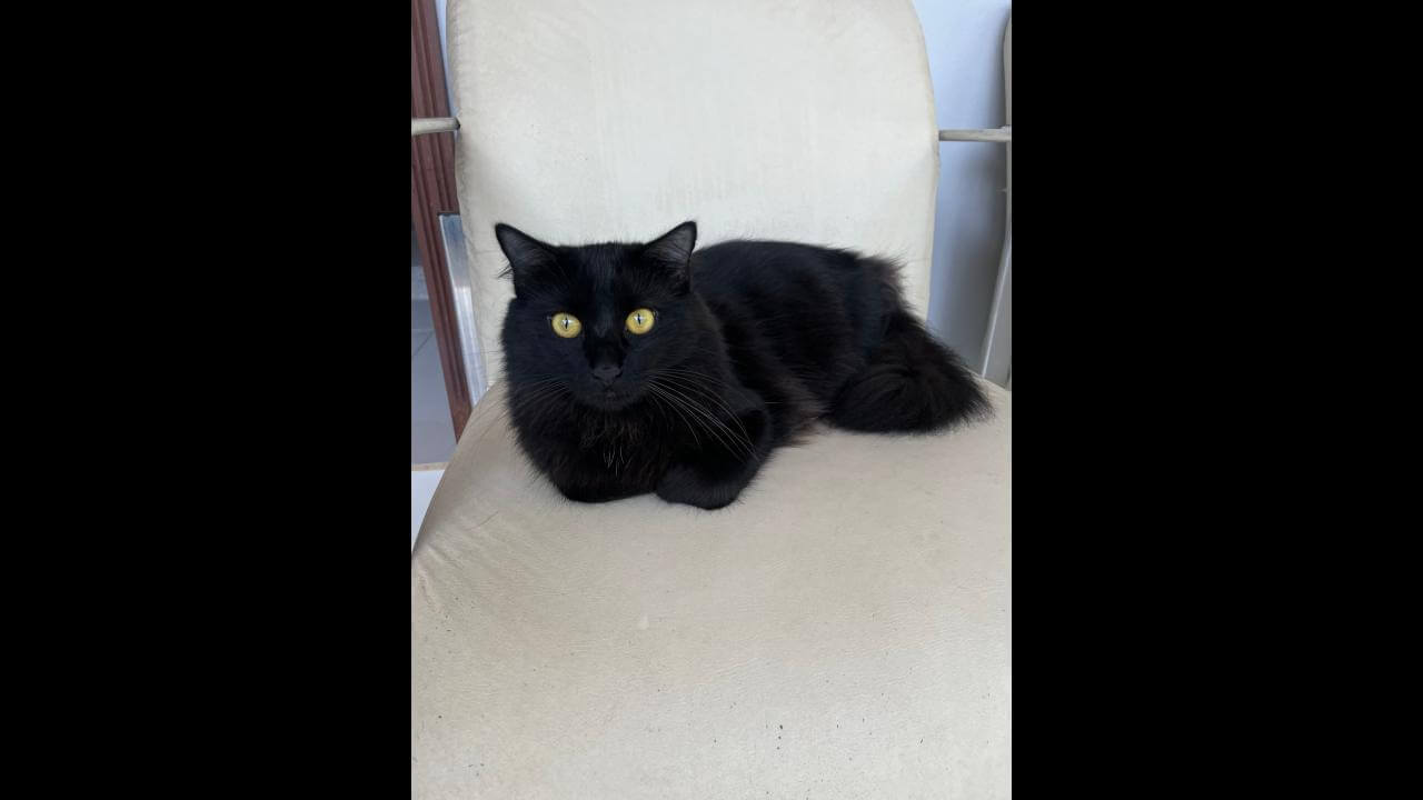 Gato Kiko desapareceu no bairro São Cristóvão Gato Kiko desapareceu no bairro São Cristóvão
