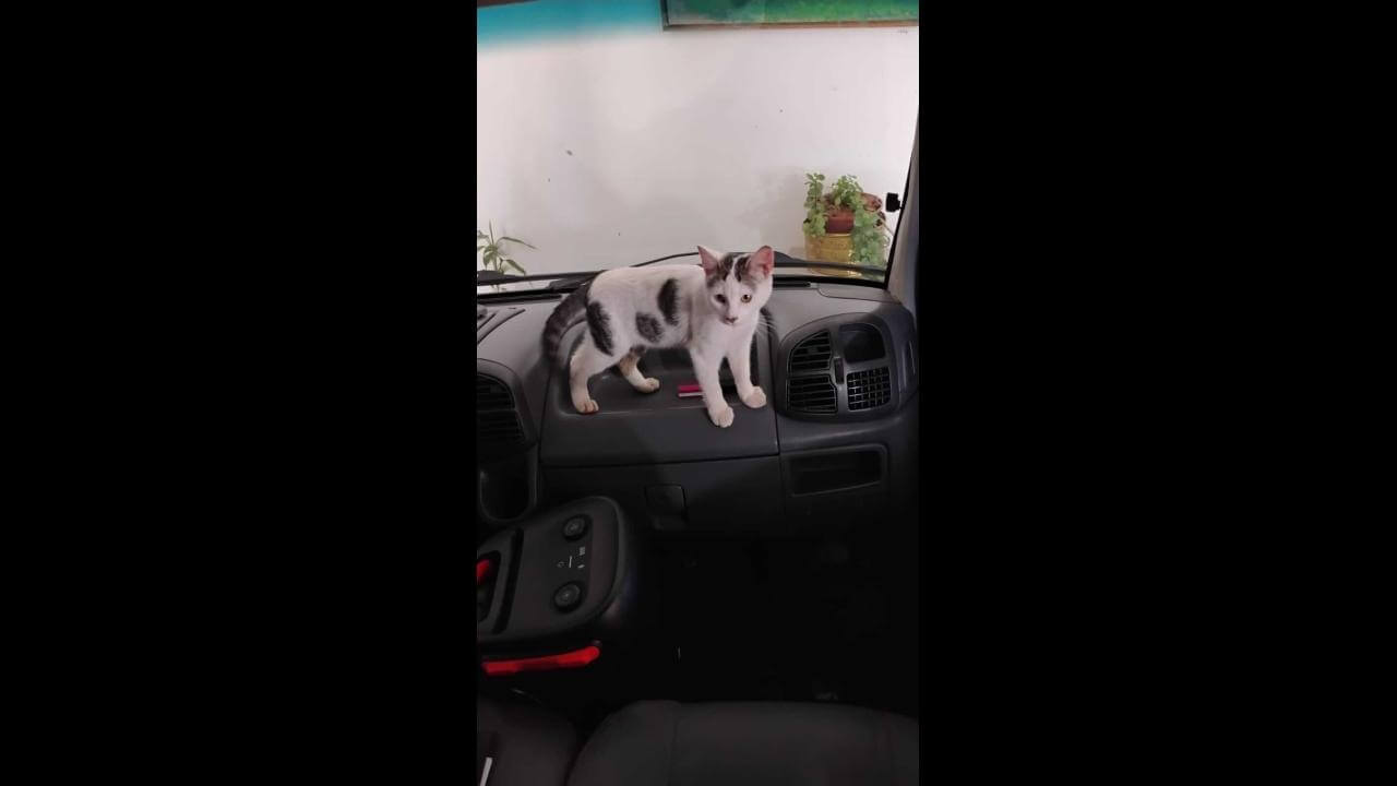 Gato Sarue desapareceu no bairro Universitário Gato Sarue desapareceu no bairro Universitário
