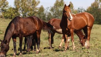 Ração contaminada mata 245 equinos em quatro estados